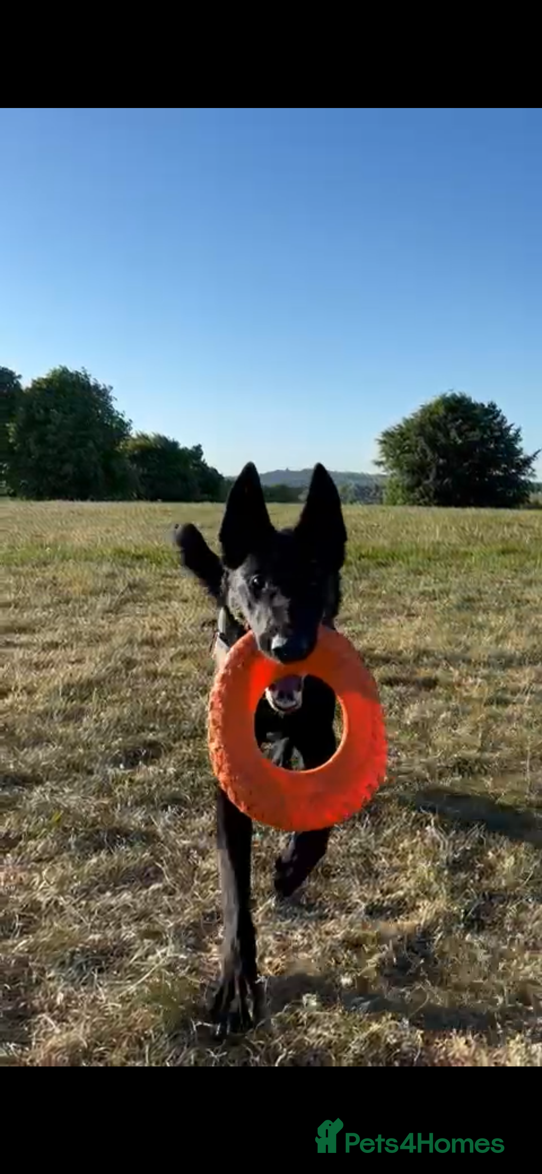 Belgian Shepherd Dog dogs for sale: Stunning Belgian Malinois bitch- absolute bargain  - Image 5