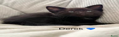 Derek