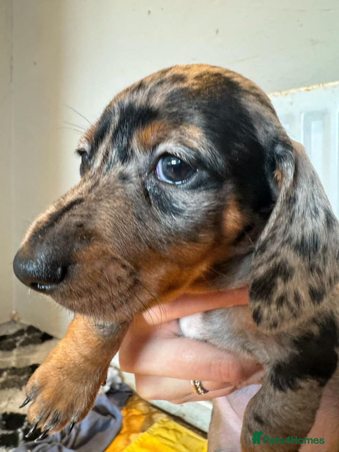 Miniature Dachshund dogs for sale: Beautiful Miniature Dachshund Puppies  - Advert 3