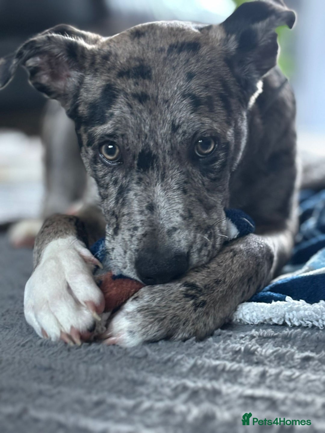 Mixed Breed dogs for sale: Whippet X border collie  - Advert 1