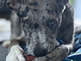 Mixed Breed dogs Whippet X border collie - Advert 7