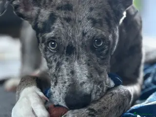 Mixed Breed dogs Whippet X border collie - Advert 24