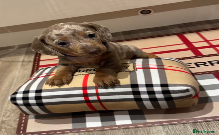 Miniature Dachshund dogs - Advert 9