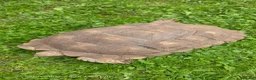 Tortoise reptiles for sale: Large sulcata tortoise - Advert 3