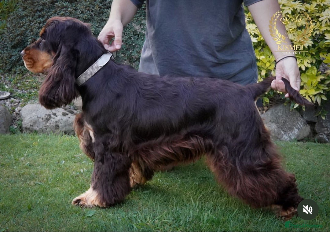 Cocker Spaniel dogs for sale: KC Registered Show Cocker Spaniel Puppies  - Image 13