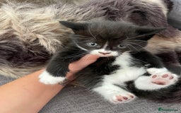 British Longhair cats for sale: British long-haired kittens - Image 9