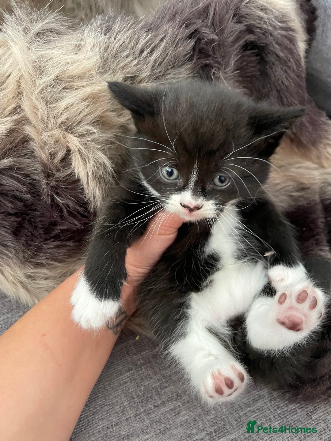 British Longhair cats for sale: British long-haired kittens - Image 9