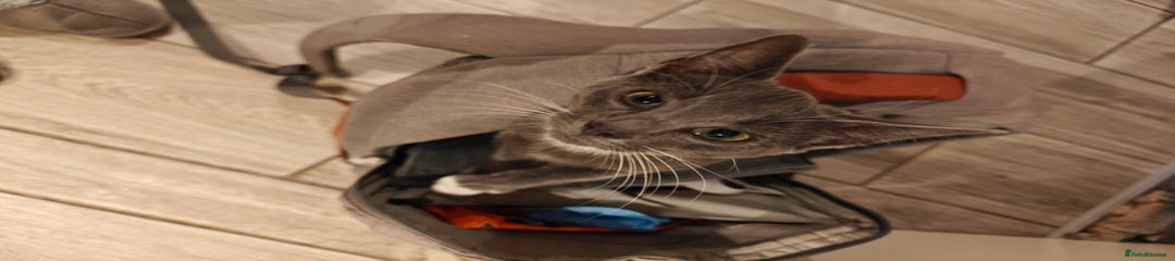 Domestic Shorthair longer socks