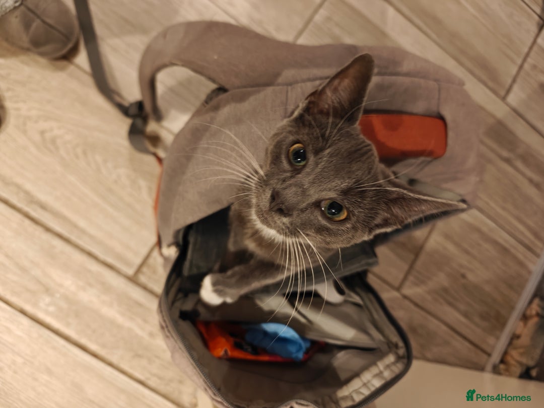 Domestic Shorthair cats for sale: Loving kittens - Image 23