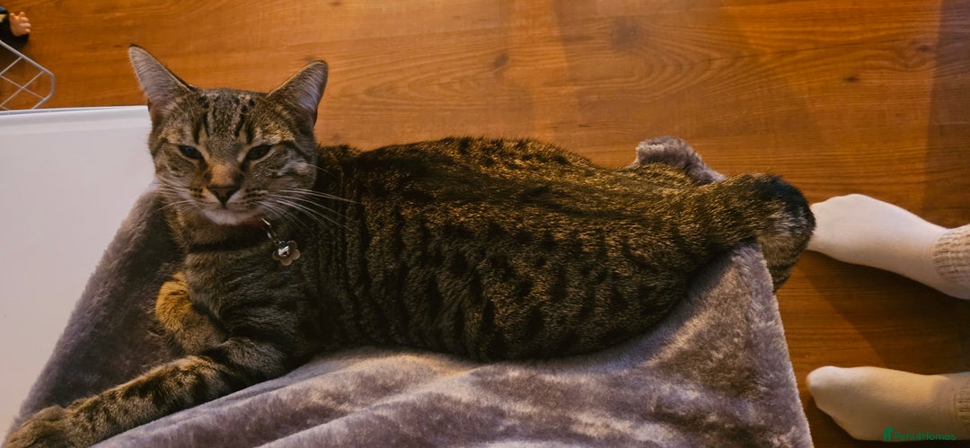 Mixed Breed cats for sale: Male kitten looking for forever home - Advert 1