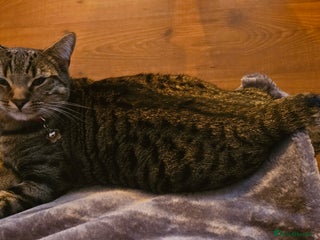 Mixed Breed cats Male kitten looking for forever home - Advert 1