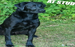 Labrador Retriever dogs for sale: Pedigree Labradors - Perfect for gun dog  - Image 12