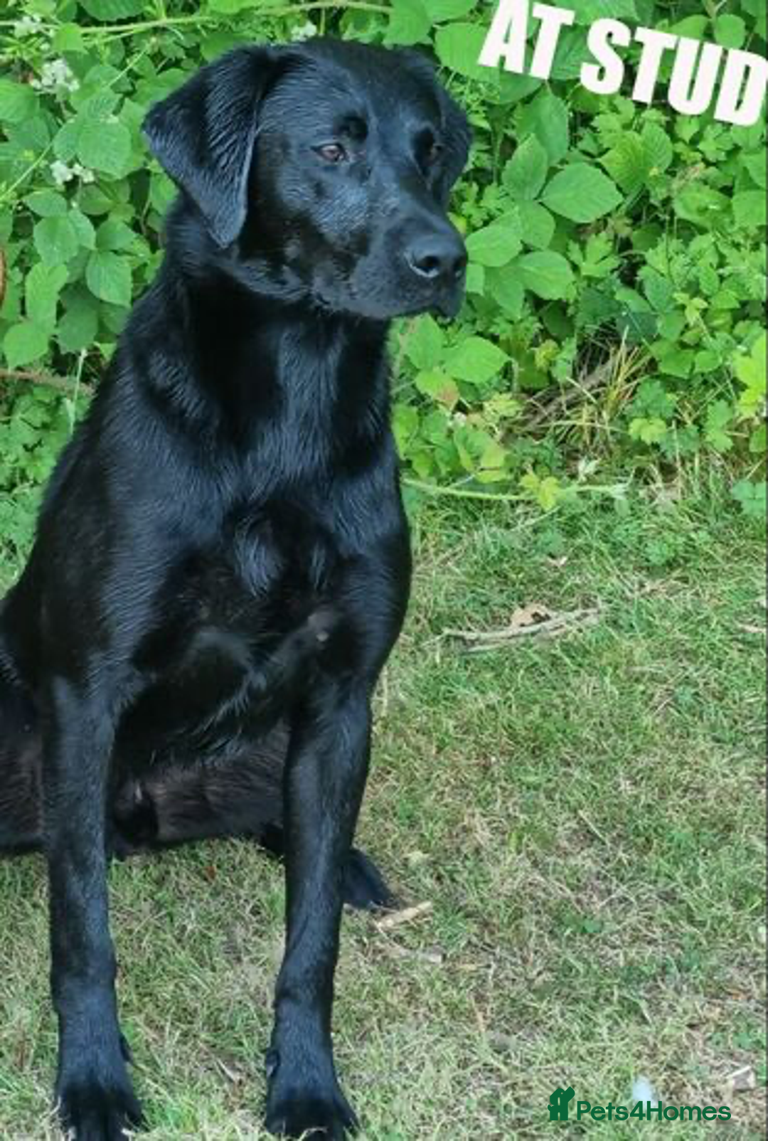 Labrador Retriever dogs for sale: Pedigree Labradors - Perfect for gun dog  - Image 12