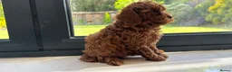 Toy Poodle dogs for sale: Gorgeous toy poodle x Asian toy poodle DNA tested - Advert 8