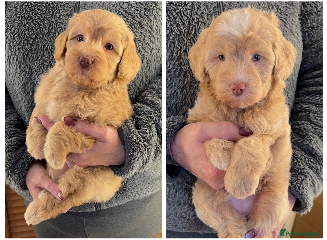 Labradoodle dogs READY NOW! Mini Labradoodles Health Tested Parents - Advert 1