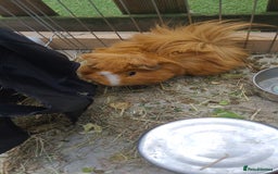 Guinea Pig rodents for sale: 2x male guinea pigs  - Image 3