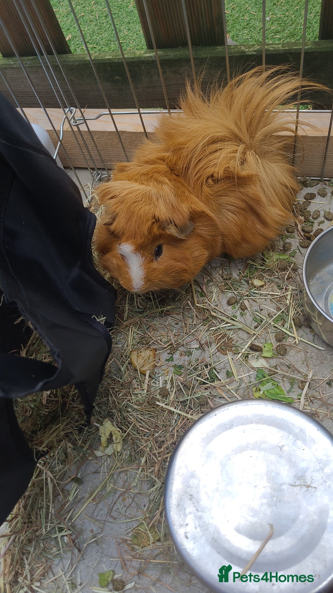 Guinea Pig rodents for sale: 2x male guinea pigs  - Image 3