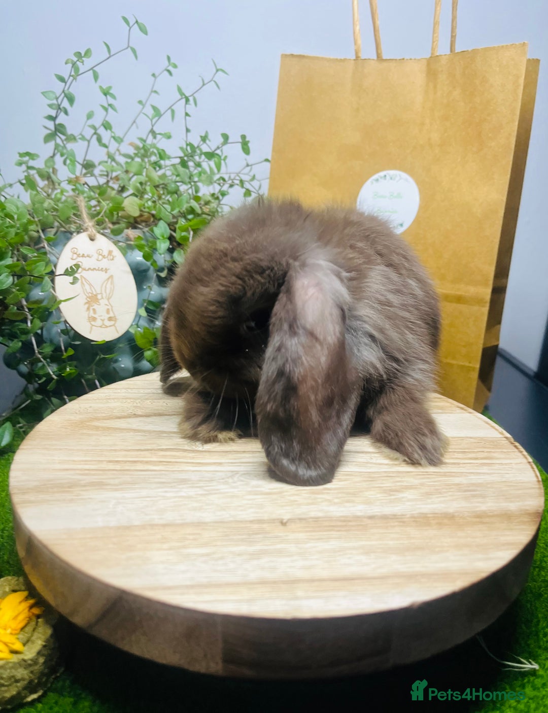Mini Lop rabbits for sale: Beautiful pure bred Mini Lops  - Image 17