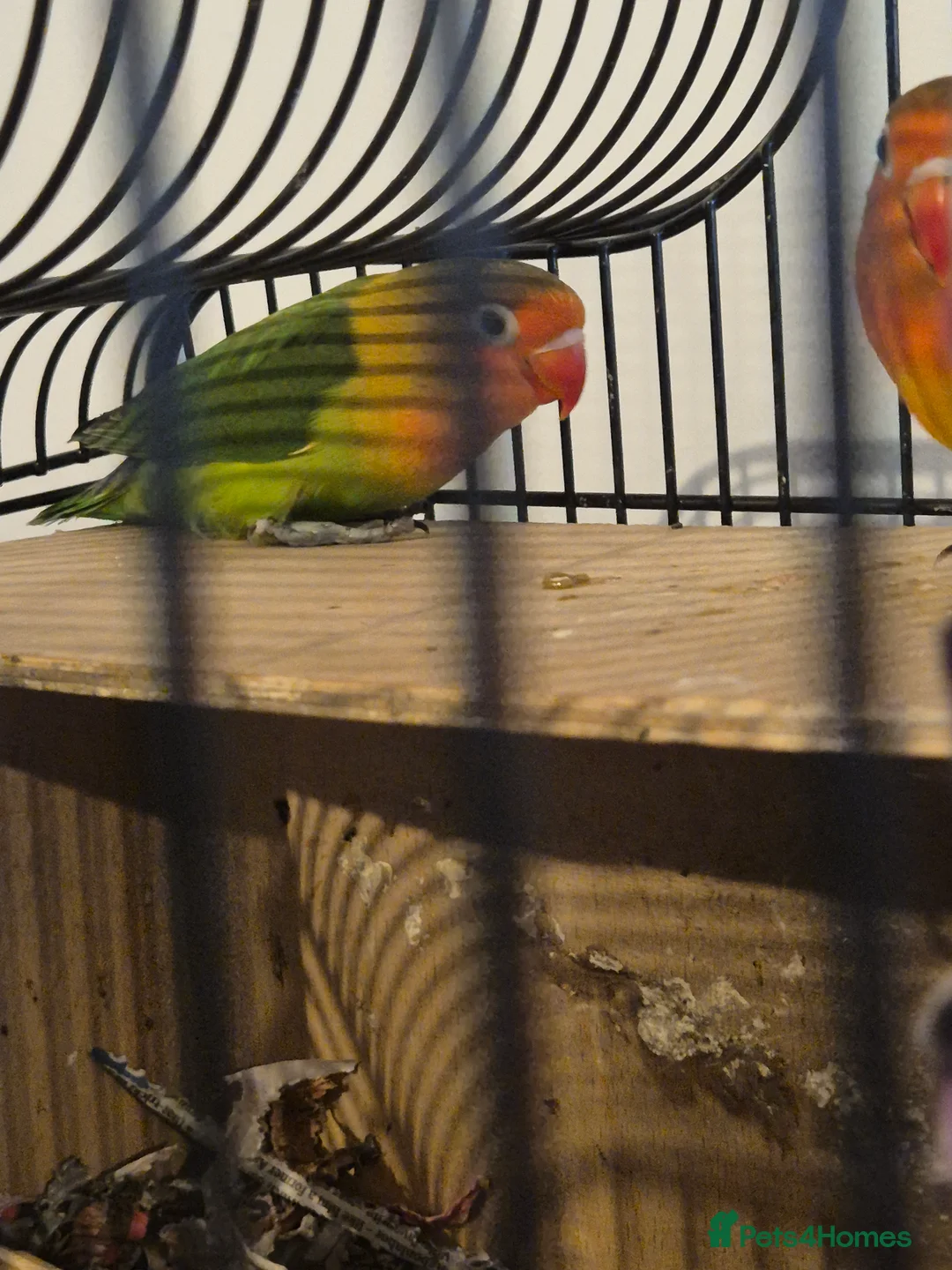 Lovebirds birds for sale: Lovebirds - Advert 5