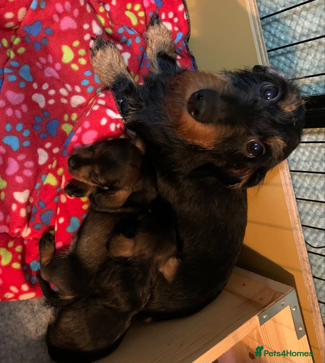 Miniature Dachshund dogs for sale: Miniature wirehaired daschunds - Advert 8