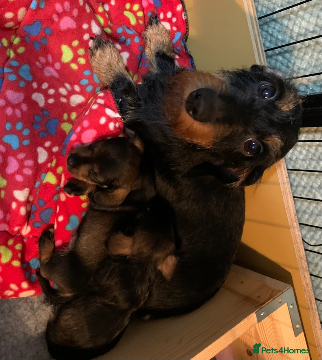 Miniature Dachshund dogs for sale: Miniature wirehaired daschunds - Advert 17