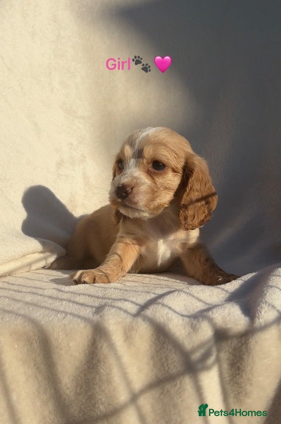 Cocker Spaniel dogs Beautiful Cocker Spaniel Puppies 🐾🐶🏡 - Advert 1