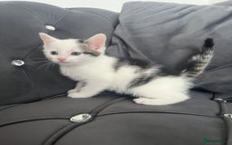 Mixed Breed cats for sale: Lovely kittens - Image 7