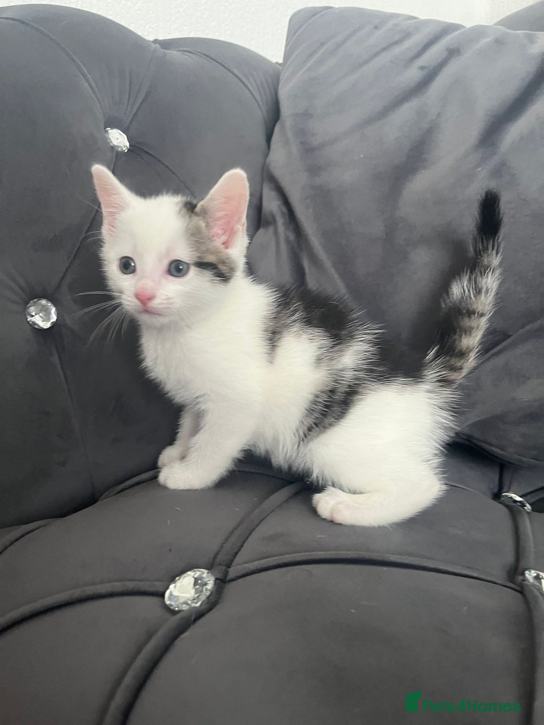 Mixed Breed cats for sale: Lovely kittens - Image 7