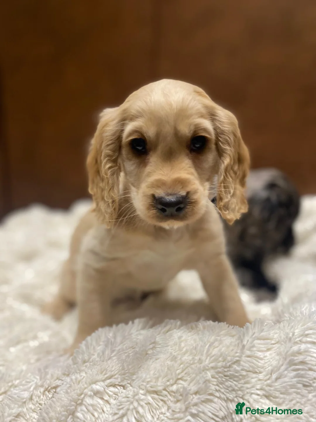 Cocker Spaniel dogs for sale: 🐶 COCKER SPANIEL PUPPIES 🐶  - Advert 15