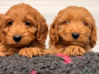 Cockapoo dogs F1 Cockapoo puppies - Advert 3