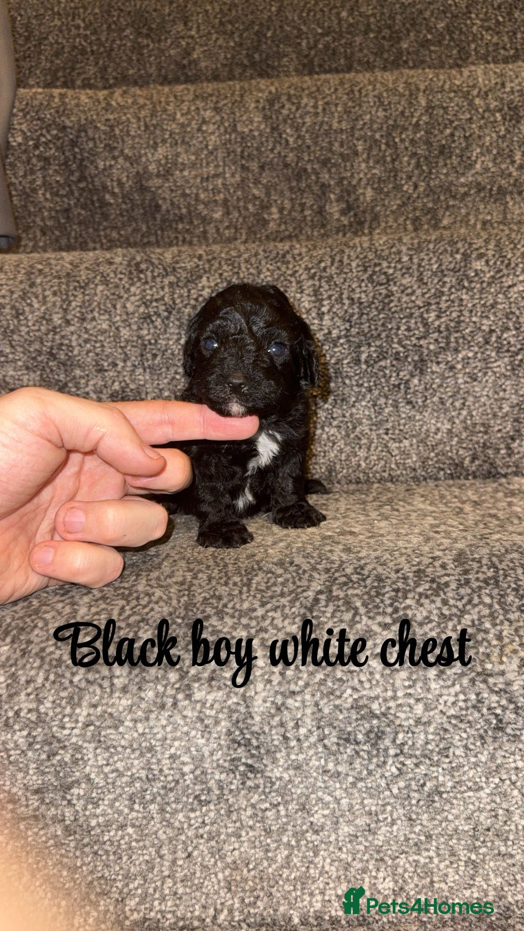 Cavapoo dogs for sale: Unusual true toy cavapoo  - Advert 9