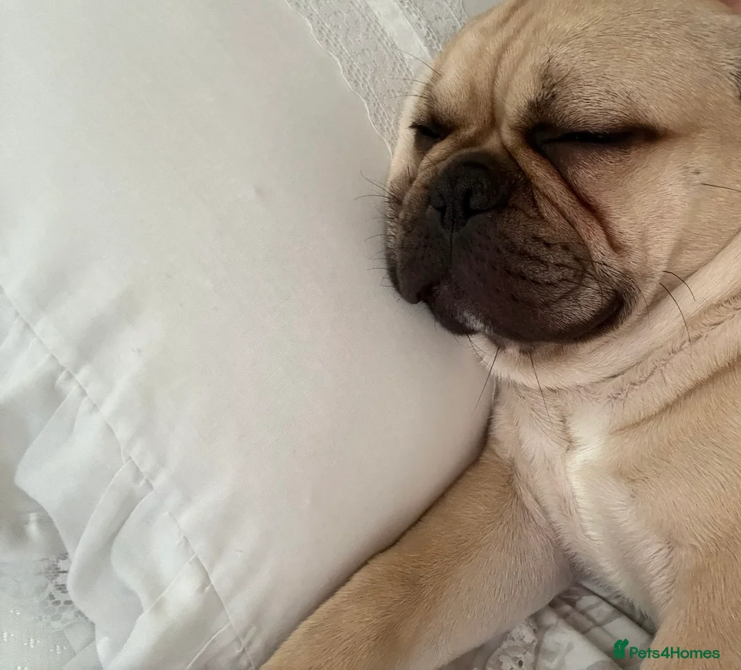 Frug dogs for sale: Beautiful FRUG 7 Months Old  - Advert 2