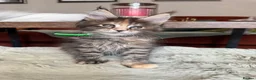 Maine Coon cats for sale: Superb quality Maine coon girls  - Advert 20