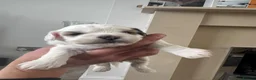 Mixed Breed dogs for sale: 4 female cockapoo x Shih Tzu puppies  - Advert 15