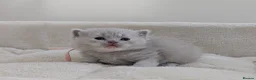 British Shorthair cats for sale: GCCF registered British Shorthair Kittens - Advert 8