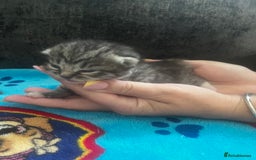 Persian cats for sale: Persian kittens  - Image 3