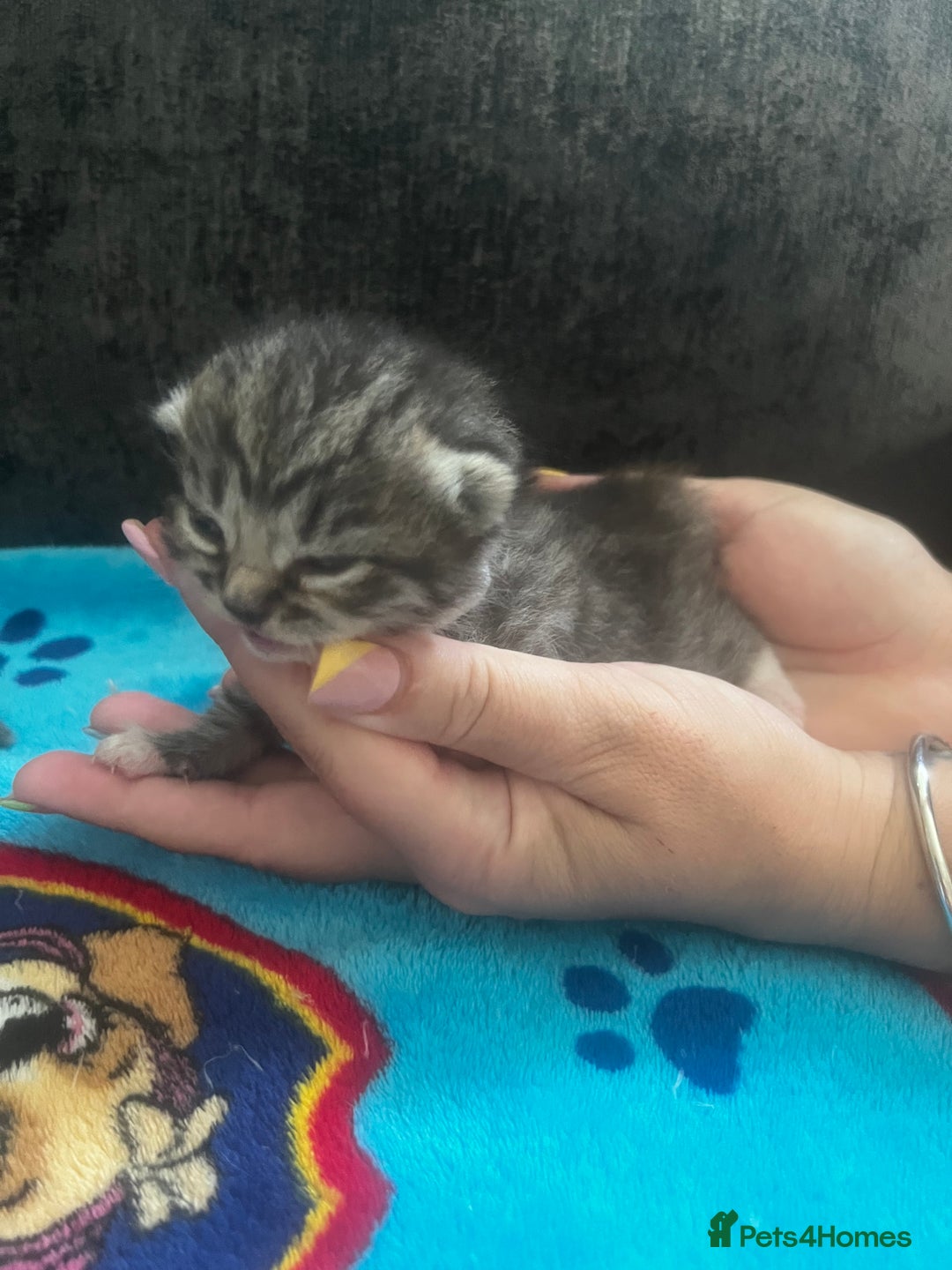 Persian cats for sale: Persian kittens  - Image 3