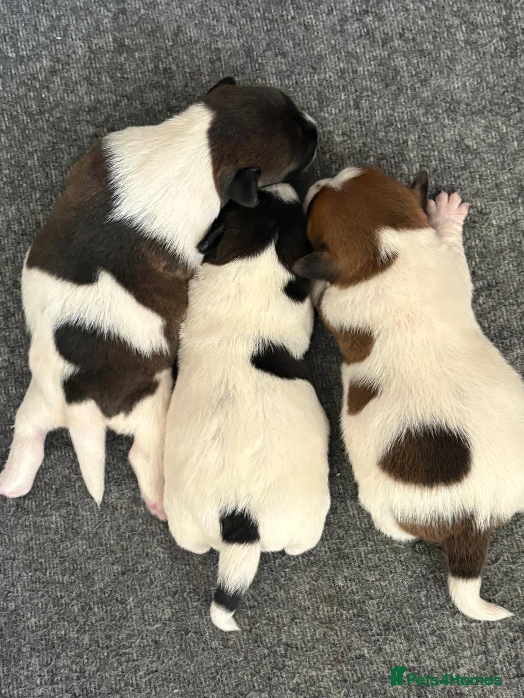 Jack Russell dogs for sale: 3 stunning full bred Jack Russell puppies in Staines - Advert 2