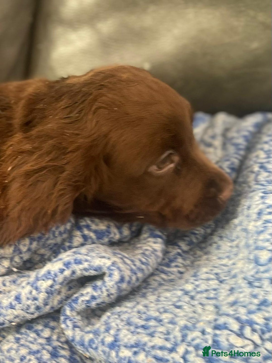 Cocker Spaniel dogs for sale: Beautiful cocker spaniel pups  - Image 5