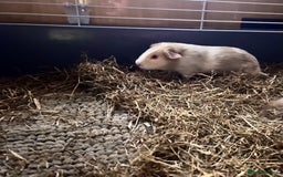 Guinea Pig rodents for sale: Female Guinea pigs for sale  - Image 5