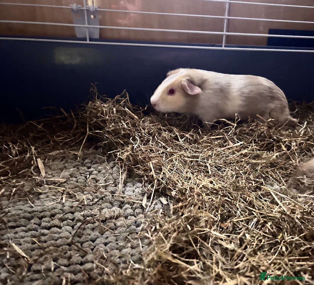 Guinea Pig rodents for sale: Female Guinea pigs for sale  - Image 5