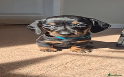 Miniature Dachshund dogs for sale: Miniature dachshund Puppies - Image 1
