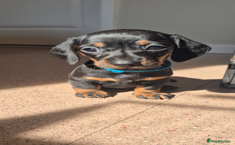 Miniature Dachshund dogs - Advert 4