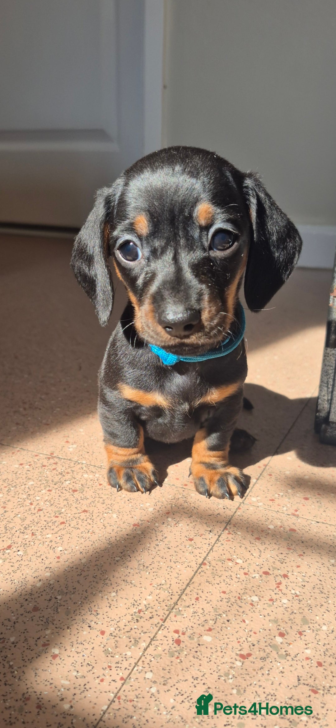Miniature Dachshund dogs for sale: Miniature dachshund Puppies - Image 1