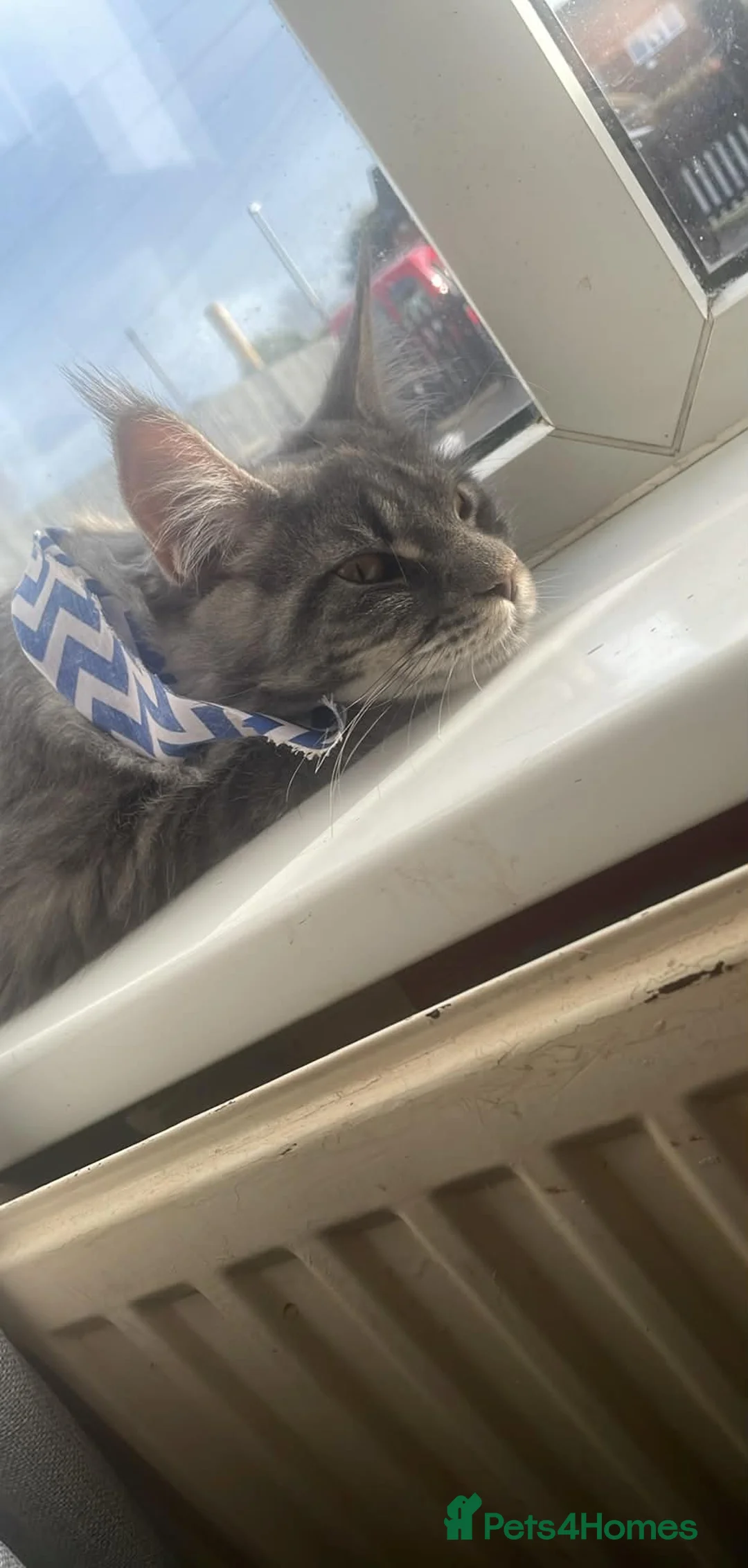 Maine Coon cats for sale: Maincoon 2 years old in Mirfield - Advert 2