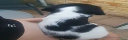 English Springer Spaniel dogs for sale: 🐾 English Springer Spaniel Puppies – £1,000 🐾 - Advert 6