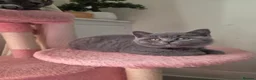 British Shorthair cats for sale: FluffyKitten  - Advert 4