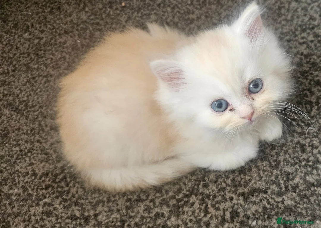 Persian cats for sale: 4 beautiful persain  kittens  for sale  - Advert 21