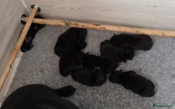 Staffordshire Bull Terrier dogs for sale: KC registered Champions Bloodline Show Quality  - Image 29