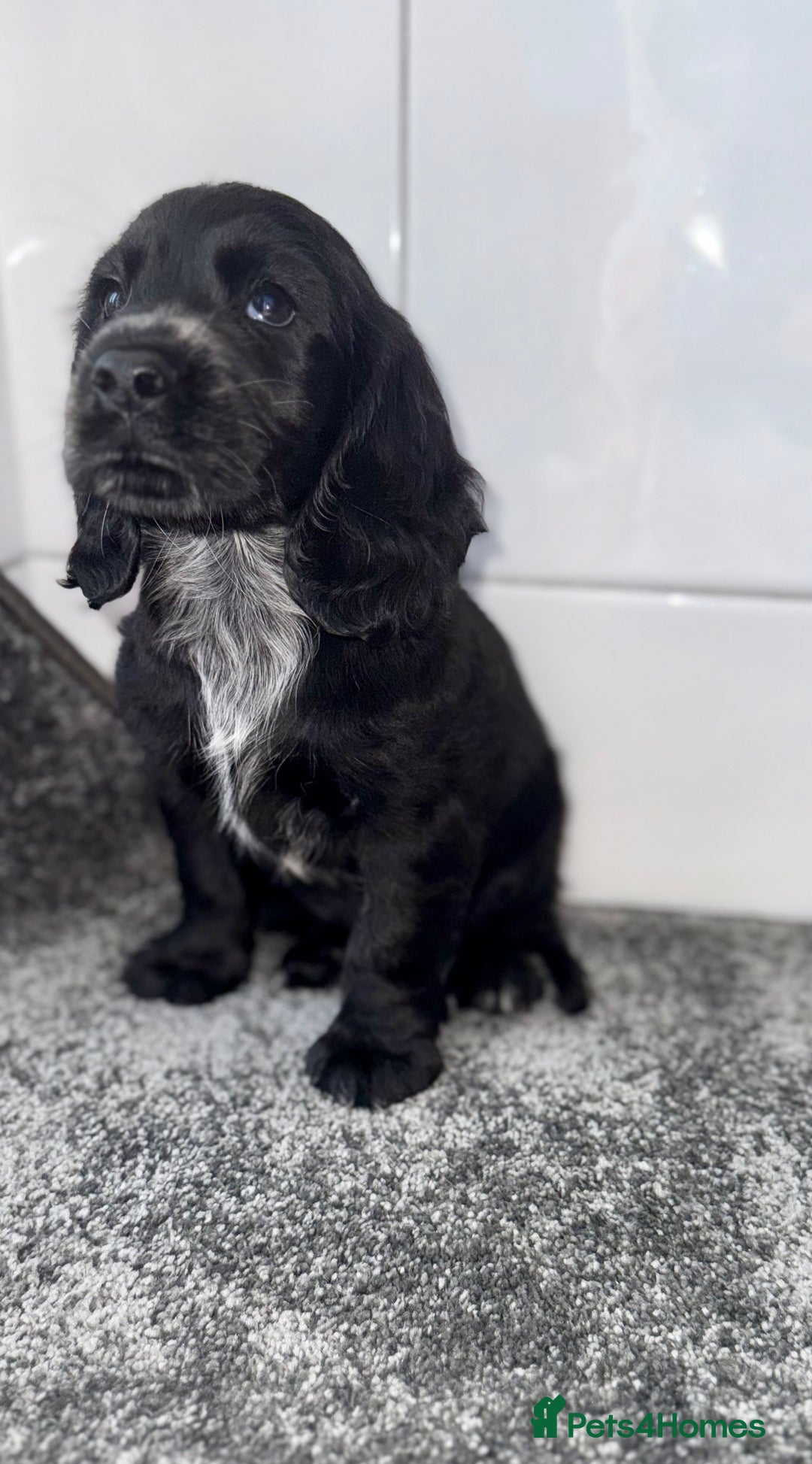 Cocker Spaniel dogs for sale: 6 stunning show type cocker spaniels  - Image 16
